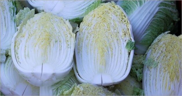 白菜を郵送で安く送る発送方法と梱包方法 トリセド