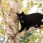 木の上にいる黒猫クロネコ